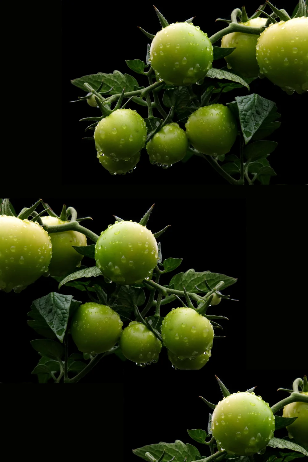 Tomate Verde na Salada? Descubra Por Que Não!